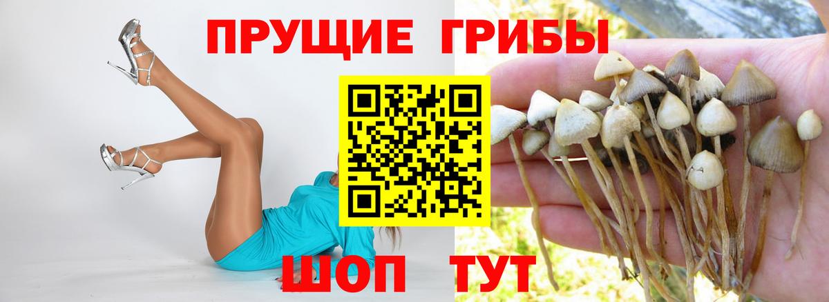 Галлюциногенные грибы Psilocybine cubensis Клин